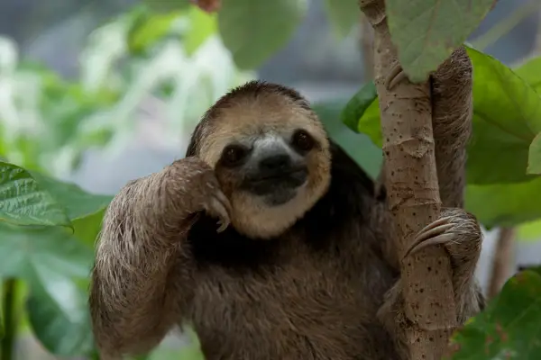 sloth 13