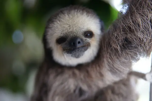 sloth 3