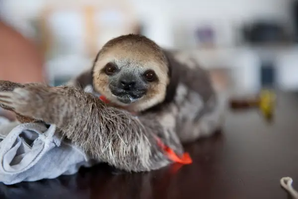 sloth 5