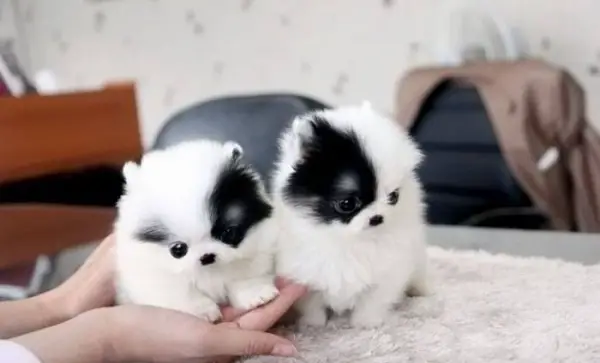 smallest and definitely cuddliest dogs teacup pomeranians 10 pics 1 video 10
