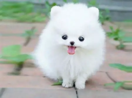 smallest and definitely cuddliest dogs teacup pomeranians 10 pics 1 video 3