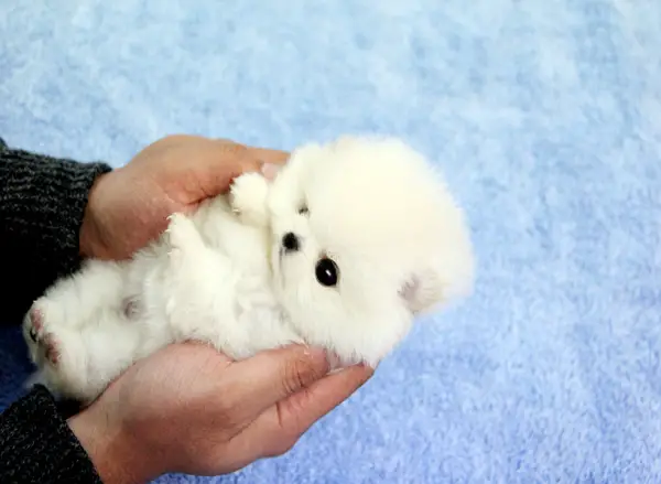 smallest and definitely cuddliest dogs teacup pomeranians 10 pics 1 video 6