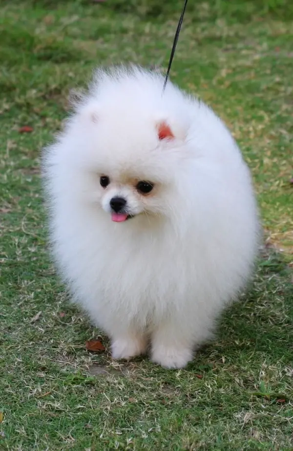 smallest and definitely cuddliest dogs teacup pomeranians 10 pics 1 video 7