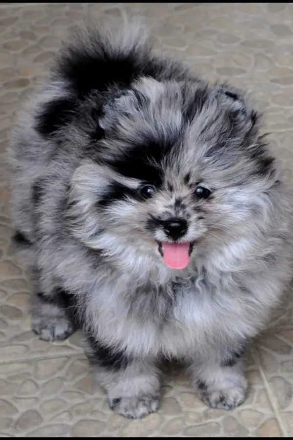 smallest and definitely cuddliest dogs teacup pomeranians 10 pics 1 video 8
