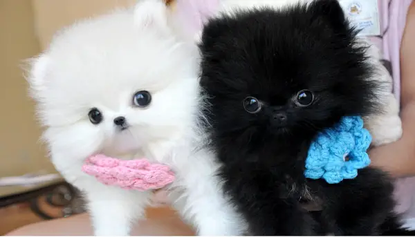 smallest and definitely cuddliest dogs teacup pomeranians 10 pics 1 video 9