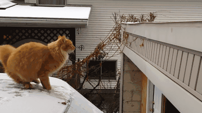 start a new year with a smile 26 gifs 14