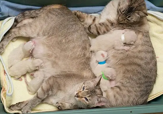 story of a rescue from neglected and dirty to mother of 15 adorable kittens 9 pictures 2