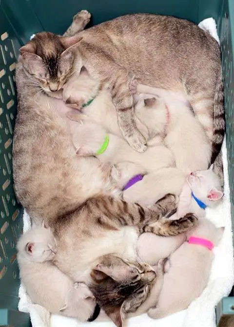 story of a rescue from neglected and dirty to mother of 15 adorable kittens 9 pictures 6