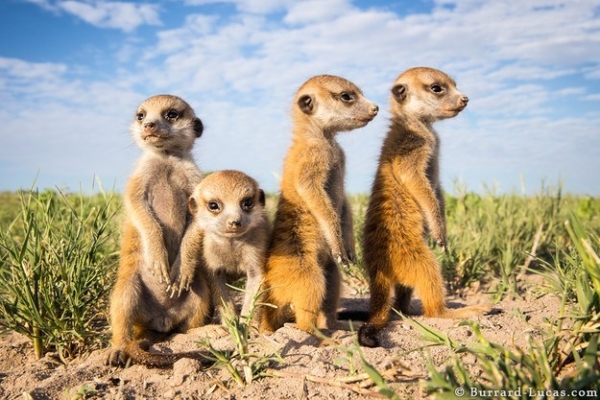 story of will and the meerkats 9