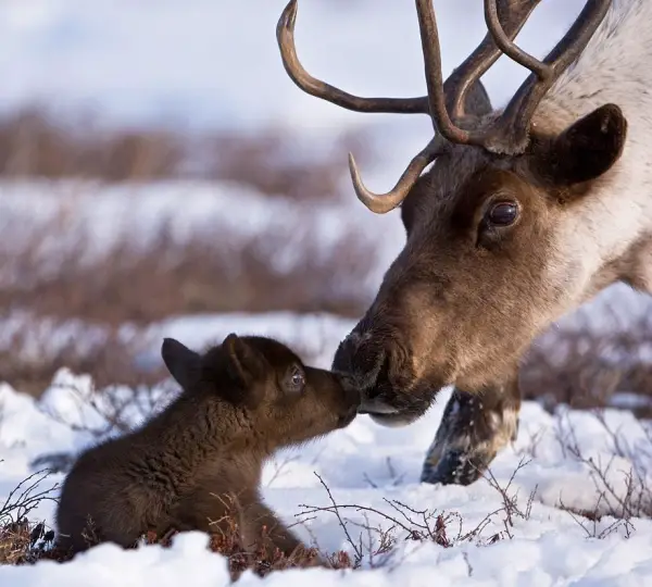 surviving the polar winter 10 curious animals of arctic 2