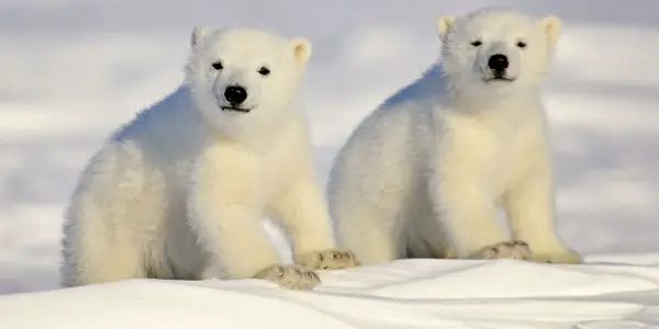 surviving the polar winter 10 curious animals of arctic 8