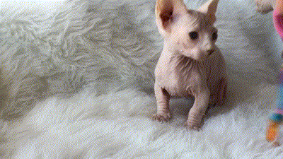 sweet and unique sphynx cats like to play 4