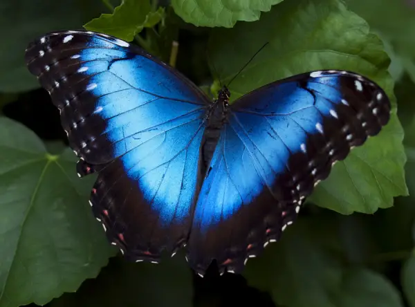 the breathtaking colors of the most beautiful butterflies  17 pictures 1