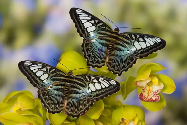 the breathtaking colors of the most beautiful butterflies  17 pictures 7