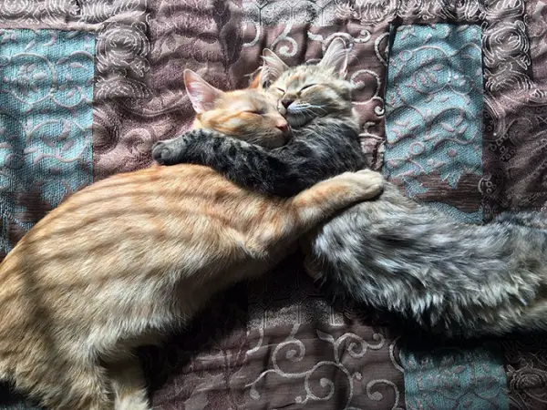 the cute kisses of adorable cats  10 pictures 4