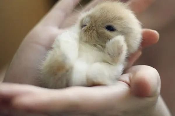 the cuteness is overwhelming in these 16 tiny animals 12