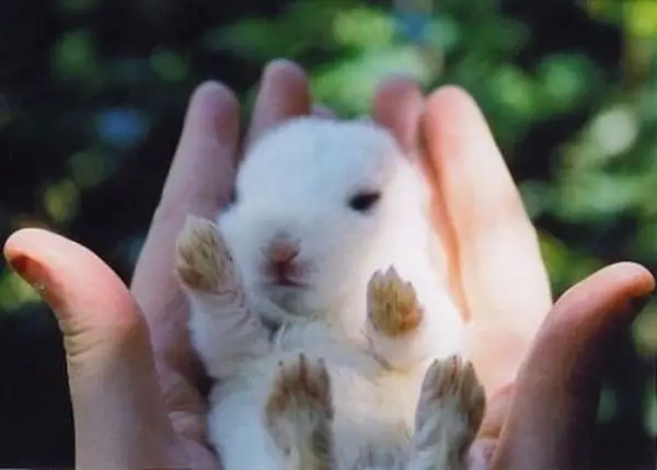 the cuteness is overwhelming in these 16 tiny animals 13