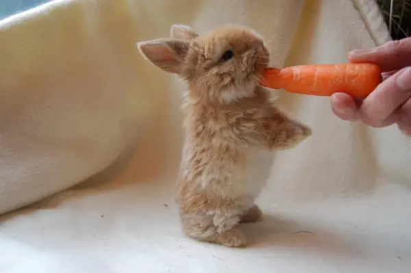 the cuteness is overwhelming in these 16 tiny animals 14