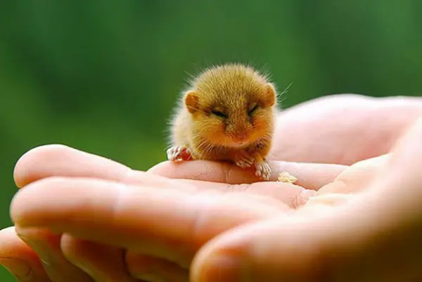 the cuteness is overwhelming in these 16 tiny animals 3