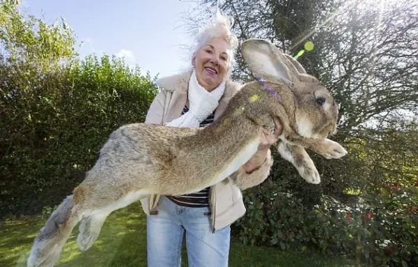 the history of the easter bunny 10 pictures 7
