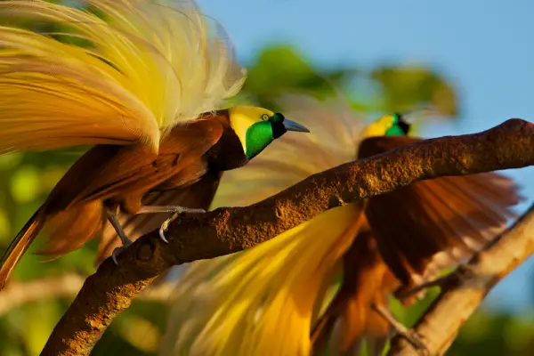 the magic of color 10 birds with most vivid plumage 10