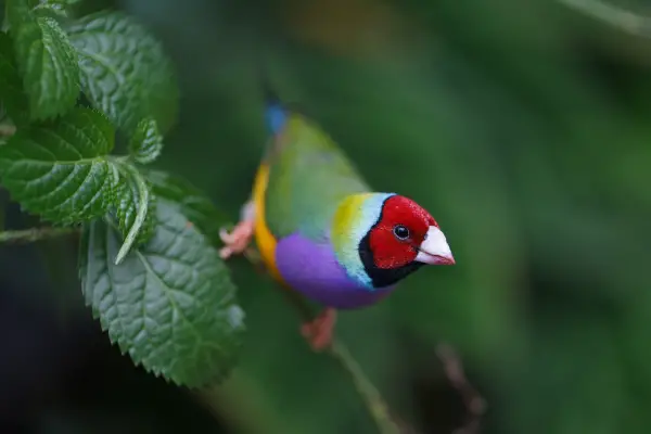 the magic of color 10 birds with most vivid plumage 8