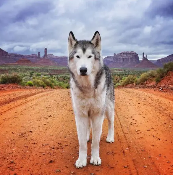 the most adventurous wolfdog loki 21 pictures 17