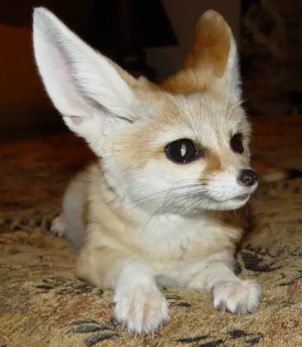 the most beautiful foxes of the world 10 pictures 2