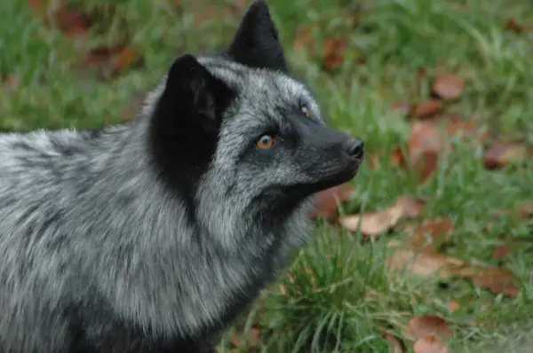 the most beautiful foxes of the world 10 pictures 5