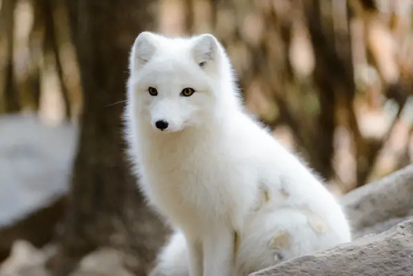 the most beautiful foxes of the world 10 pictures 6