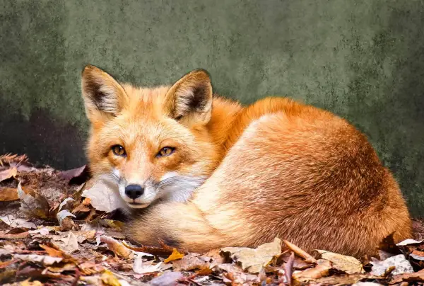 the most beautiful foxes of the world 10 pictures 7