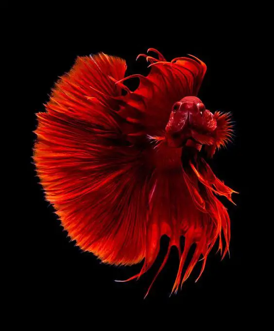 the most beautiful species of tropical fish 10 pictures 3