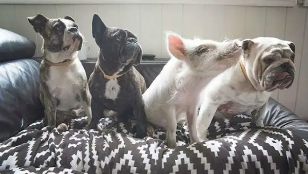 the piglet that found a home among dogs 9 photos 1