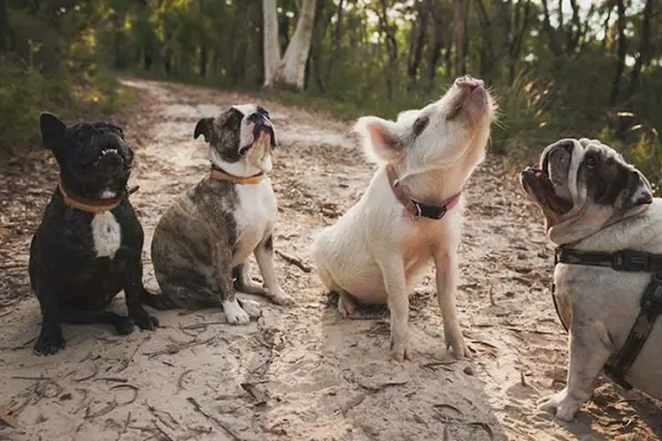 the piglet that found a home among dogs 9 photos 2