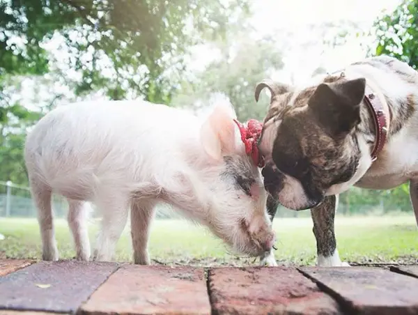 the piglet that found a home among dogs 9 photos 7