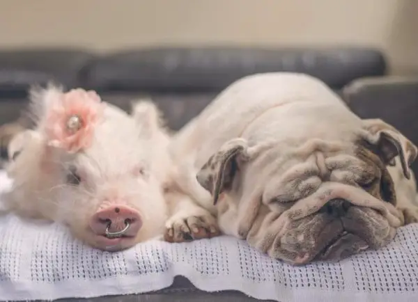 the piglet that found a home among dogs 9 photos 8