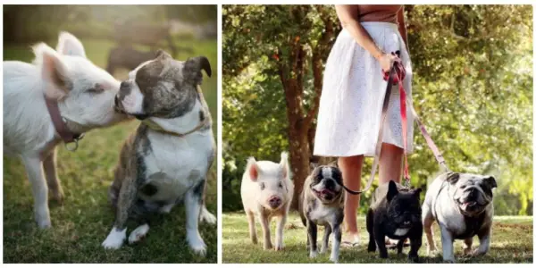 the piglet that found a home among dogs 9 photos 9