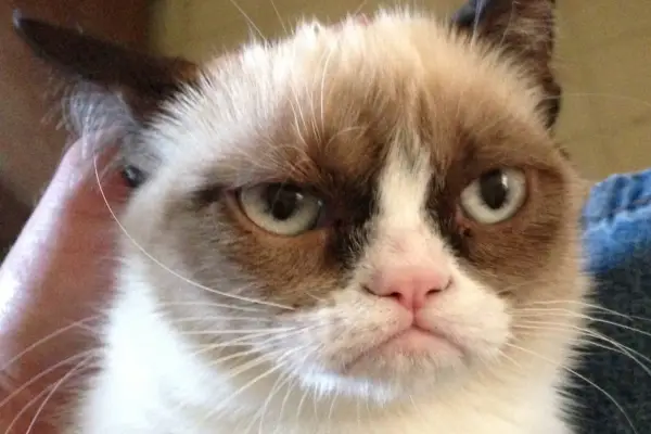 the popular grumpy cat now has some serious competition 19 pics 19