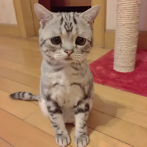 the saddest eyes of the most joyful cat 12 pics 8