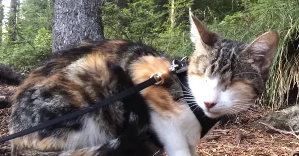 the spirit is strong in this blind but adventurous cat 10 pics 1 video 10