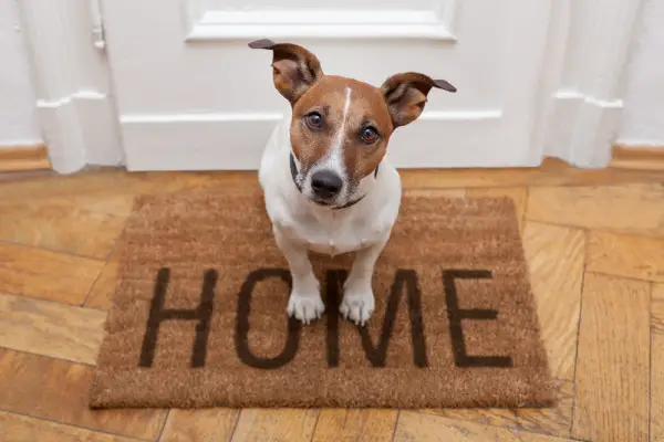 the steps you have to make before bringing your new pet home 4