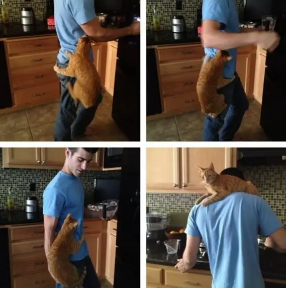 the struggle is real 26 things every cat owner goes through 1