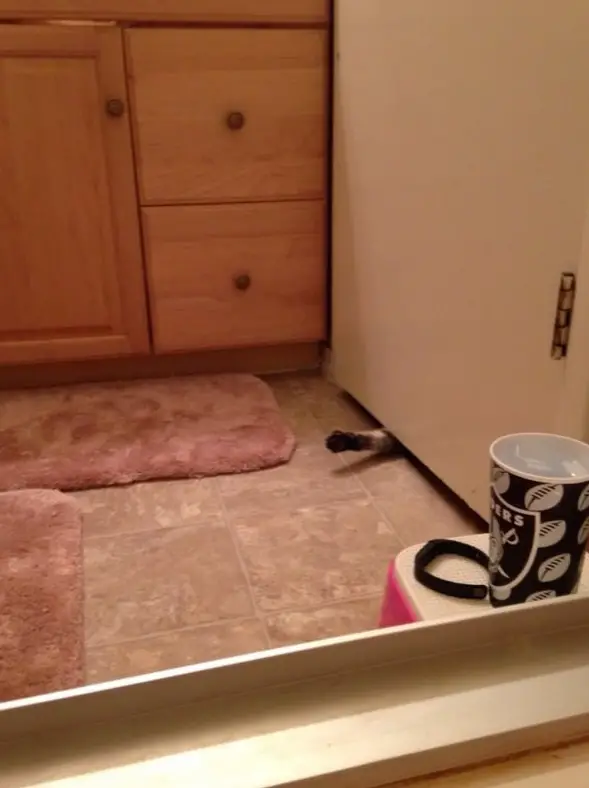 the struggle is real 26 things every cat owner goes through 10