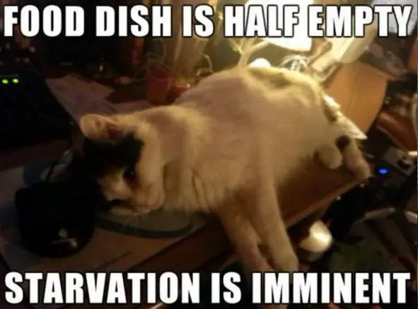 the struggle is real 26 things every cat owner goes through 13