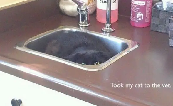 the struggle is real 26 things every cat owner goes through 20