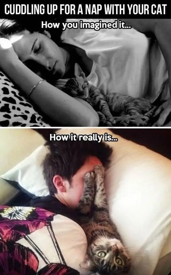 the struggle is real 26 things every cat owner goes through 4