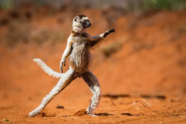 these 15 amazing wildlife photographs will make you laugh till your stomach hurts 1