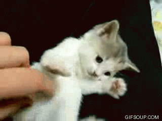 these 16 kitten gifs are just the thing you want to start your day with 1