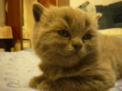these 16 kitten gifs are just the thing you want to start your day with 13