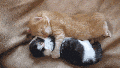these 16 kitten gifs are just the thing you want to start your day with 6